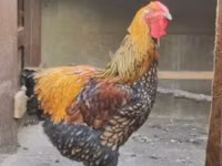 وایندوت — عکس 3