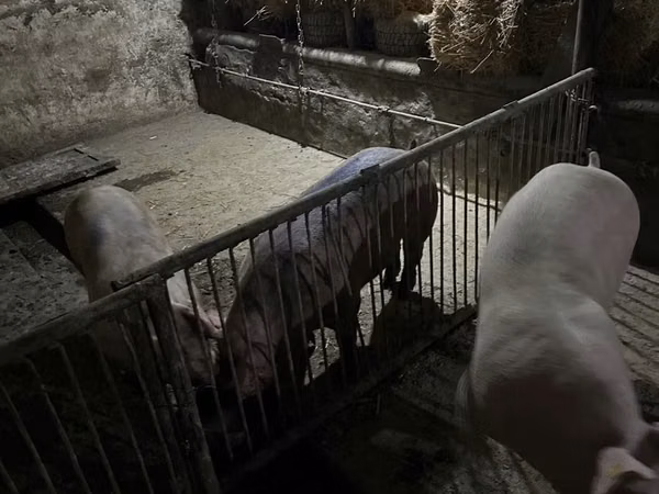 Babi hutan, Pigs