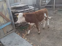 Banteng, Hereford — foto 6