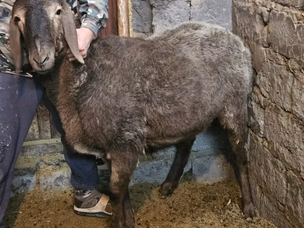 Owca, Arashan sheep — Kirgistan