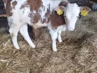 Bulle, Simmental cattle — Foto 2
