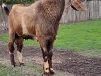 Kozioł, Nubian Goat — zdjęcie 1