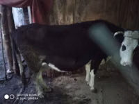 Krava, Russian Black pied cattle — foto 2