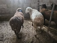 Ram, Sheep — photo 5