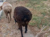 Ram, Hissar sheep — photo 1