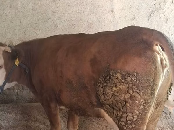 பசு, Simmental cattle
