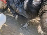 Australorp — foto 3
