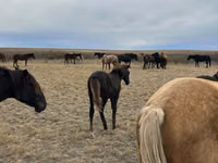 Horse (M), Horses — photo 4