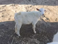 Capra, Saanen goat — foto 3