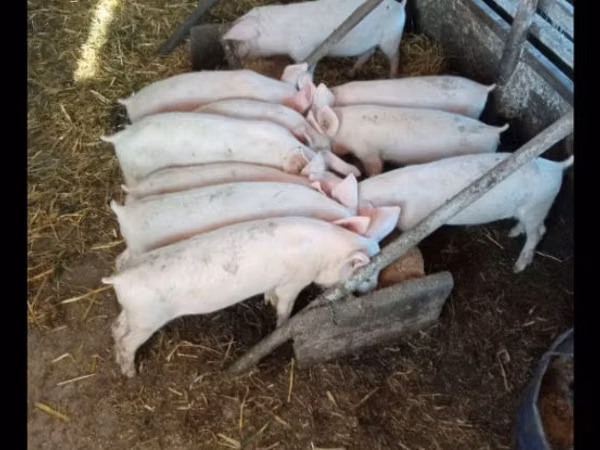 Boar, Pigs — Moldova