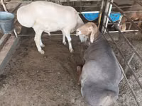 Kambing jantan, Arashan sheep — foto 1