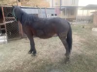 Kuda betina, Horses — foto 1