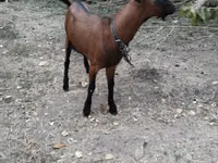 Goats (batch, sex not specified), Alpine goat — photo 3