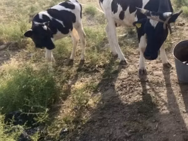 Կով, Latvian Blue cattle