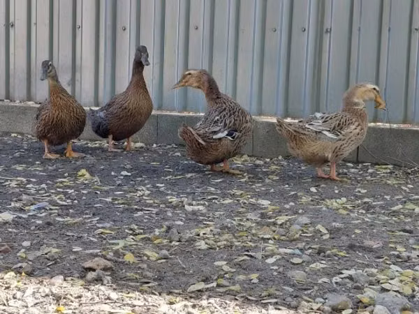 Ducks