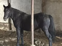 Айғыр, Horse breed — 2-сурет