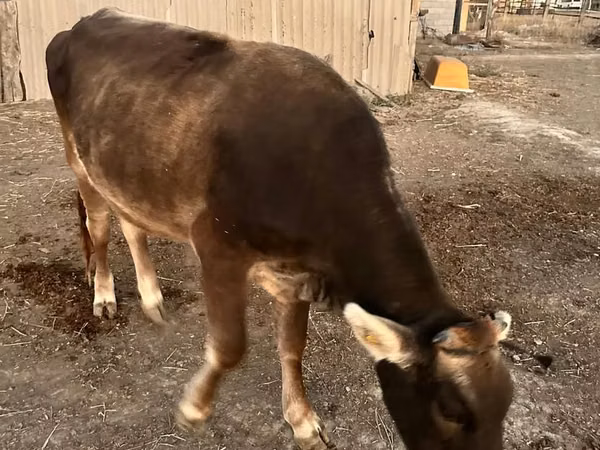Cow, Alatau breed