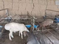 Kambing jantan, Arashan sheep — foto 2