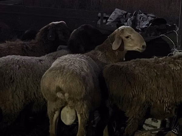 Ram, Sheep — Kazakhstan