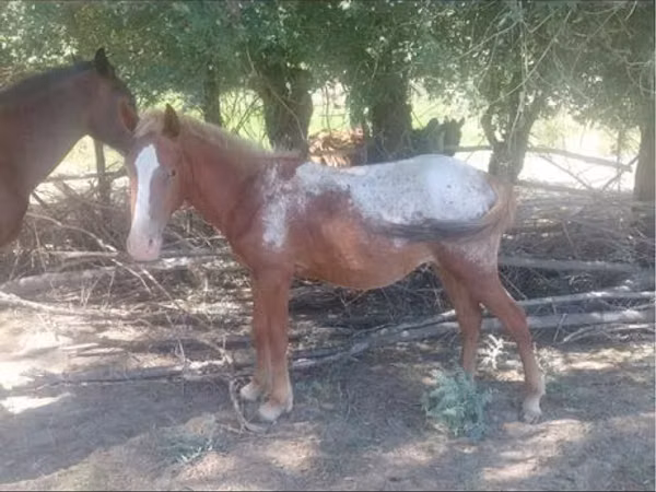 Horse (M), Tarpan (Died out) — Kazakhstan