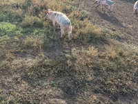 خوک ماده — عکس 4