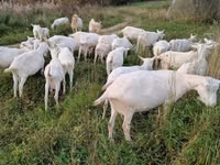 Buk, Saanen goat — foto 3