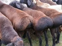 Sheep, Edilbay sheep — photo 2