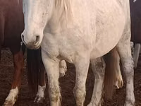 Kuda betina, Horses — foto 2