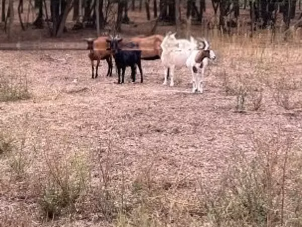Goat, Goats — Hungary