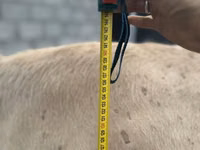 Cow, Simmental cattle — photo 2