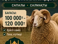 Ram, Sheep — photo 1