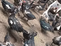 pato criollo doméstico — foto 3