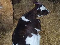Buğa, Russian Black pied cattle — foto 4