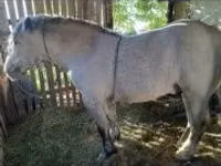 Mare, Horses — photo 1