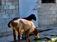Ram, Hissar sheep — photo 5