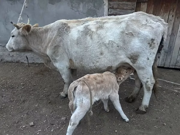 Cow, Swiss cattle