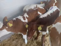 Tyre, Simmental cattle — foto 3