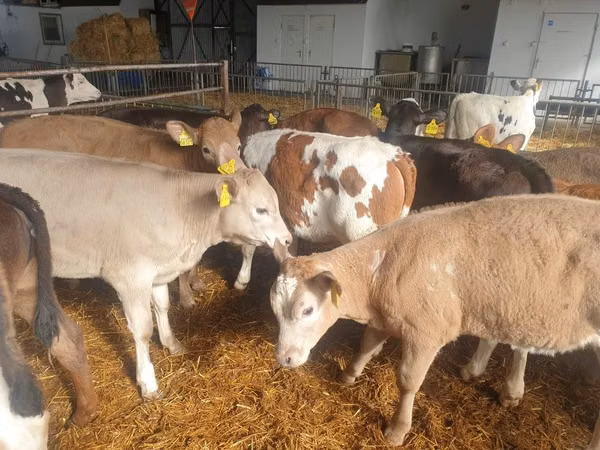 Bull, Simmental cattle