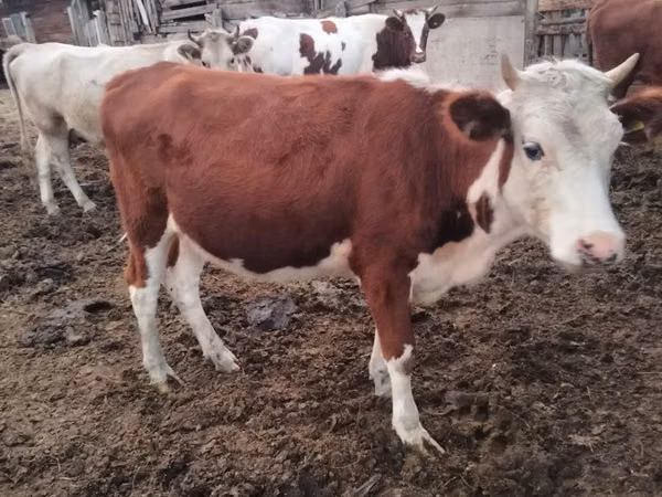 Cow, Swiss cattle — Kazakhstan