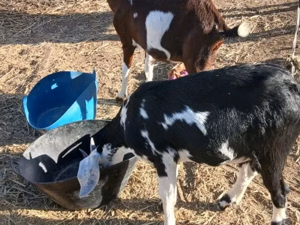 Koza, Beetal goats