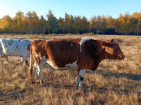 गाय, Simmental cattle — फ़ोटो 1