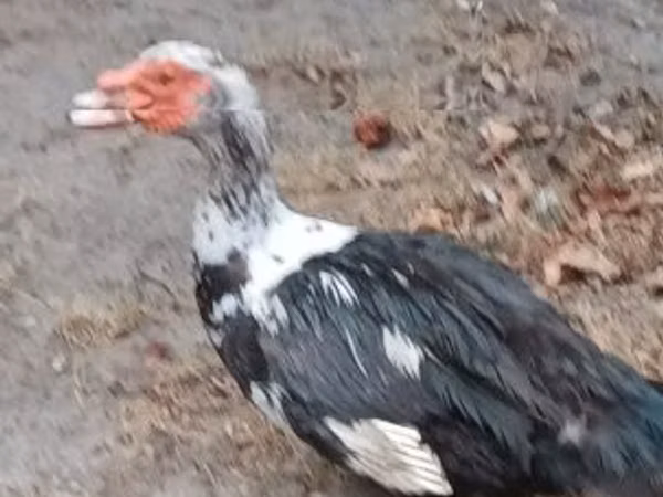 Ducks — Угорщина