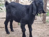 Billy Goat, Anatolian Black goats — photo 2