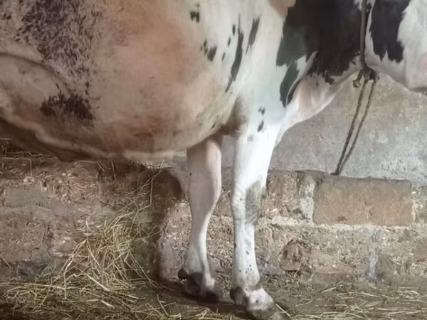 Kvæg (parti, køn ikke angivet), Russian Black pied cattle