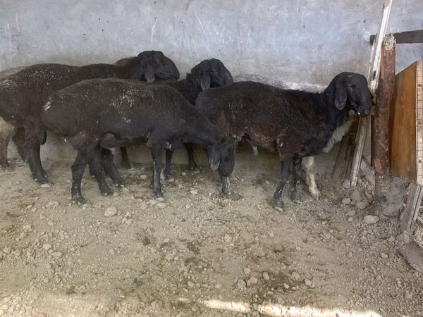 Ram, Sheep — Uzbekistan