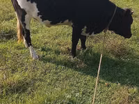 Ko, Holstein-race — foto 4