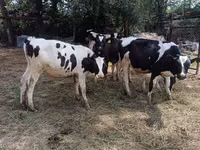 公牛, Holstein breed — 照片 1