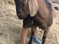 Buk, Alpine goat — foto 2