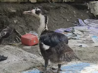 Chinese — 3. fotó