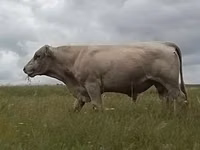 Bull, Auliekol breed — photo 4